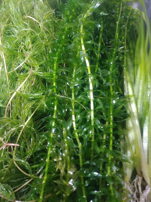 Набор из 3-рёх неприхотливых  растений