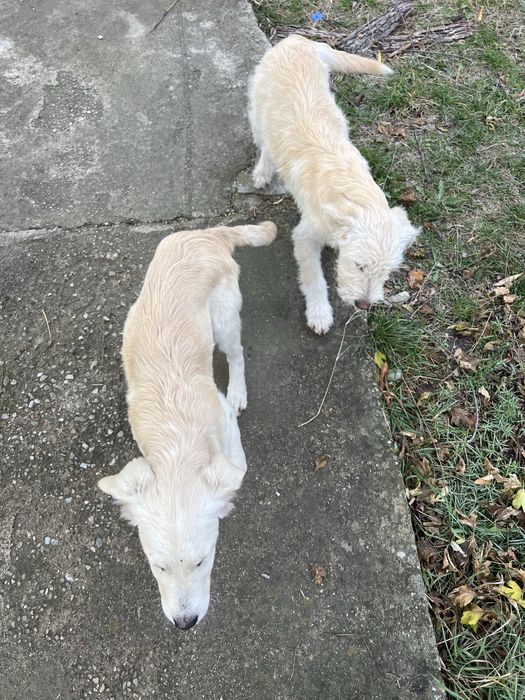 Ofer spre adoptie 4 căței. Sunt jucausi si nu sunt pretentiosi