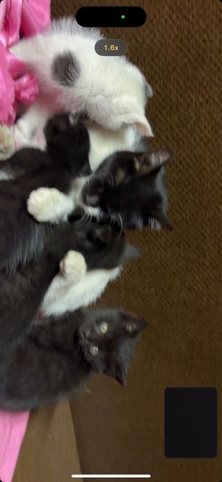 Отдам в добрые руки!!