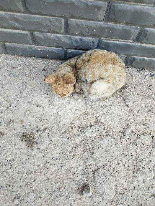 Помогите слепому коту