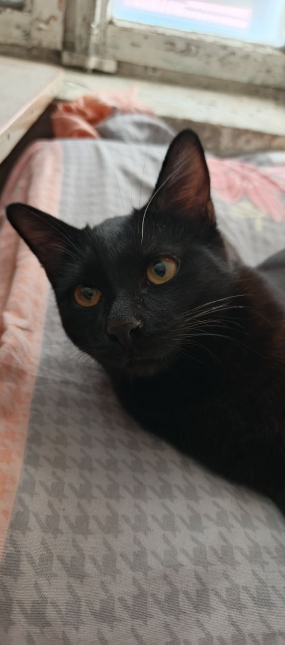 Котик в добрые руки