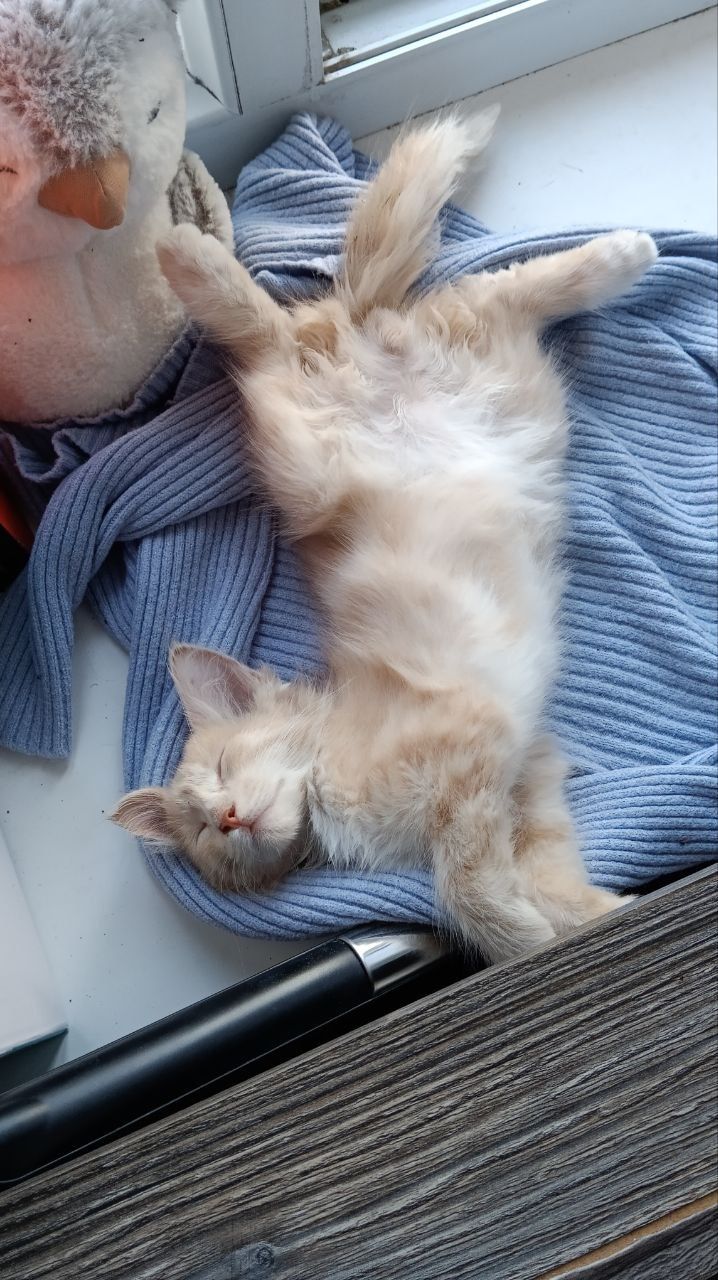 Отдам котика в добрые руки
