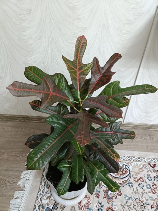 Комнатные домашние цветы