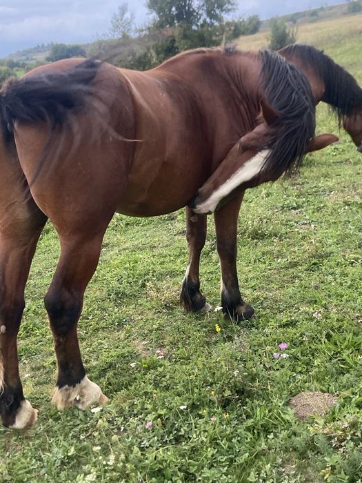 Iapa,cāstrat, mânji