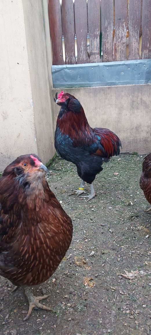 De vânzare oua incubat araucana