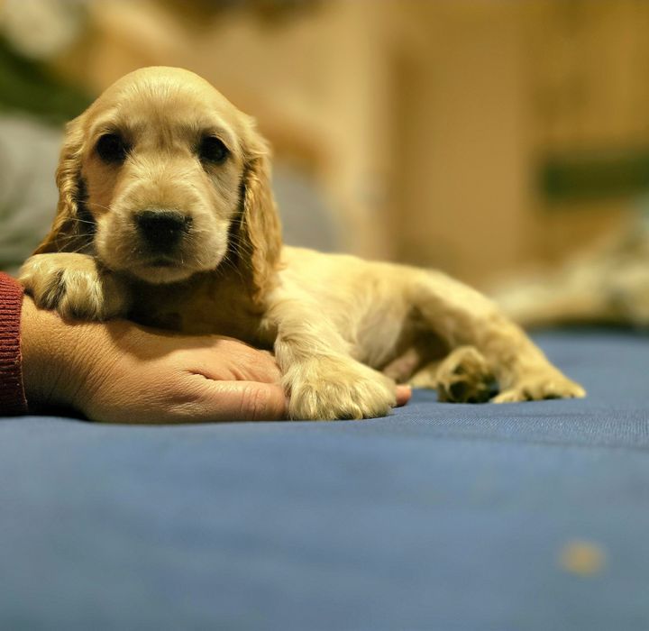 Кокер шпаньол кученца