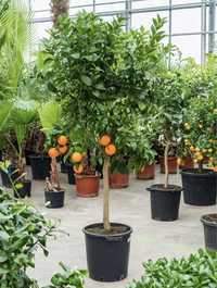 Апельсиновое дерево 140 см