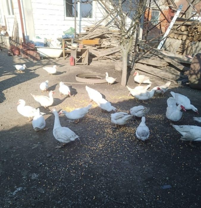 Rațe Mute Leșești Albe