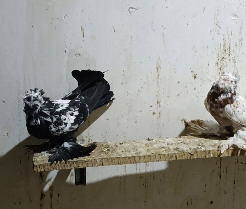 Бухарские барабанщики разных цветов