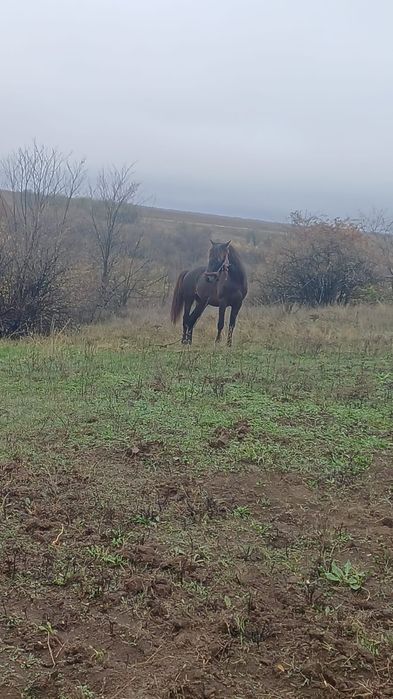 Disponibil cârlan de doar 2 anisori