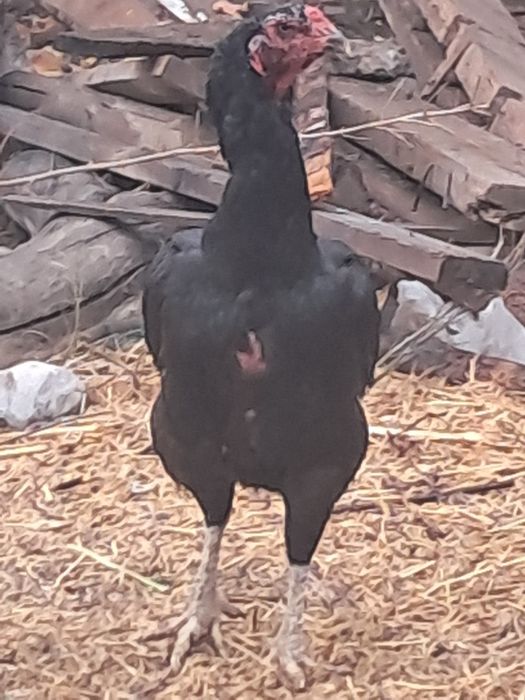 Тауық сатылад ірі тауық