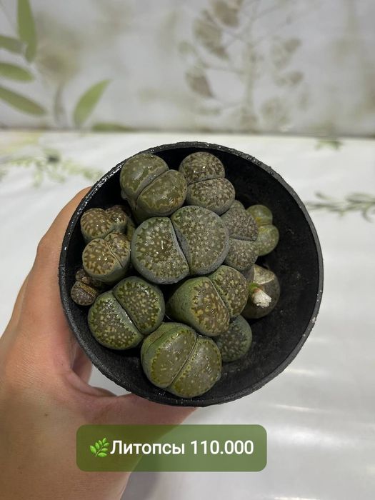 Суккуленты и литопсы