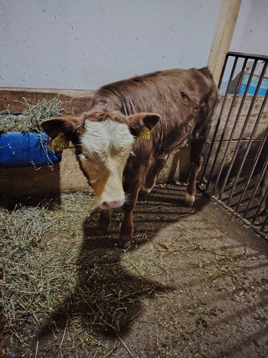 Vând vițea mai multe detalii la telefon