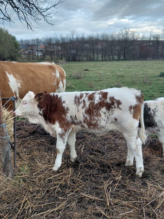 Vand o vitea baltata si un tauras  belgian!