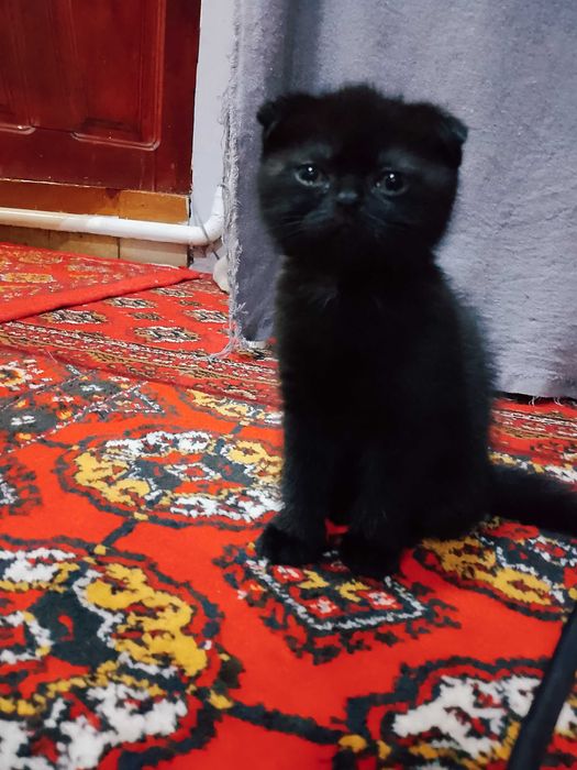 Mushuk bolasi sotiladi