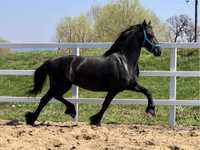 Friesian iapa Frizian echitatie