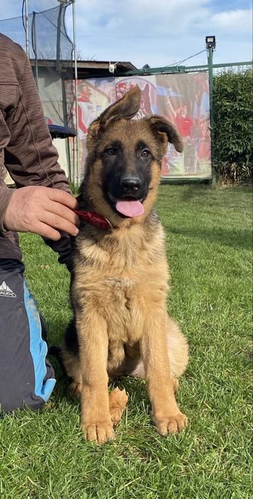 Pui ciobanesc german cu pedigree