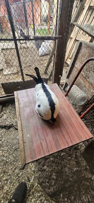 Mascul fluture german