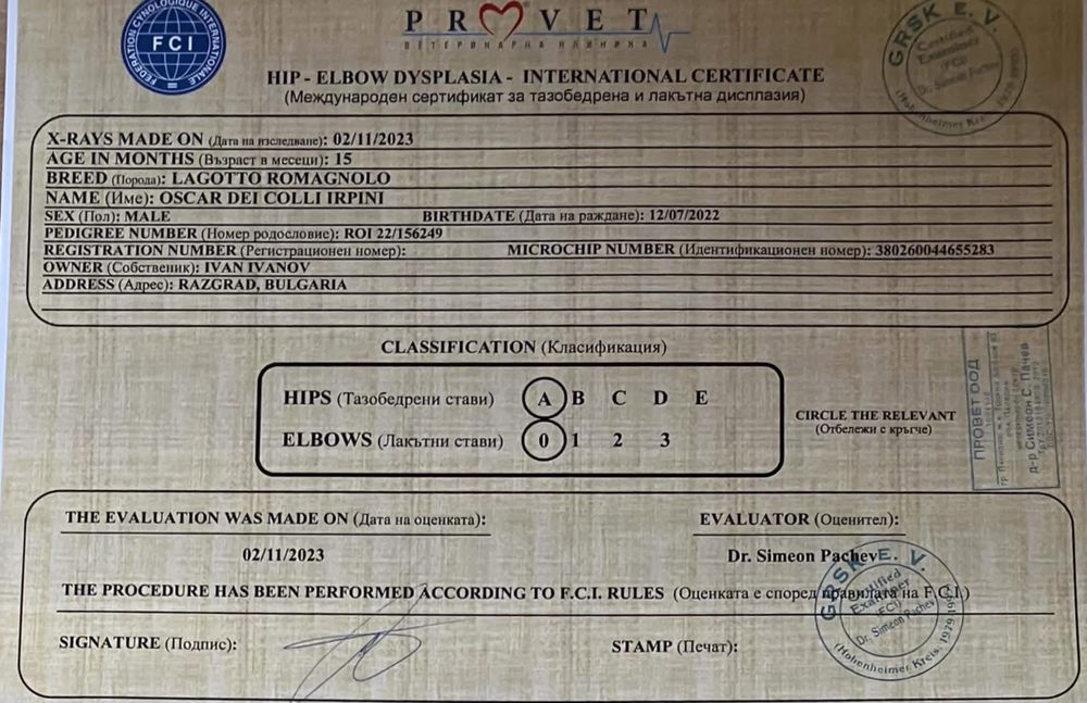 Lagotto Romagnolo / Лагото романьоло