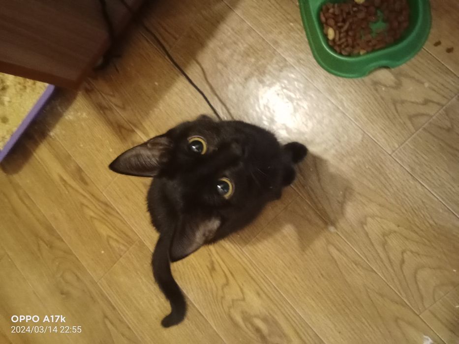 Отдам кошку в хорошие руки  буду признателен к лотку приучена