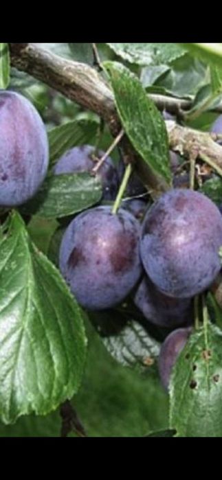 Nuc Chandler.Aluni.Pruni.ARONIA.Migdali Ciresi Catina Gutui Zmeura.Tei