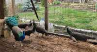 Свободни индийски пауни женски на 3 години