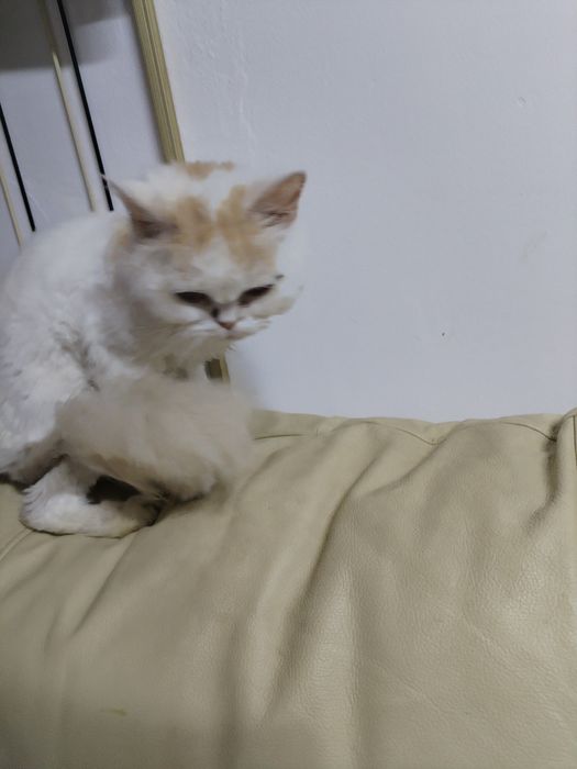 Отдам кошечку лоток знает на 5 в добрые руки