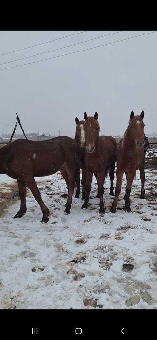 Продам жеребчиков.