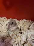 Hamster. Donez  doi hamsteri varsta 1 an