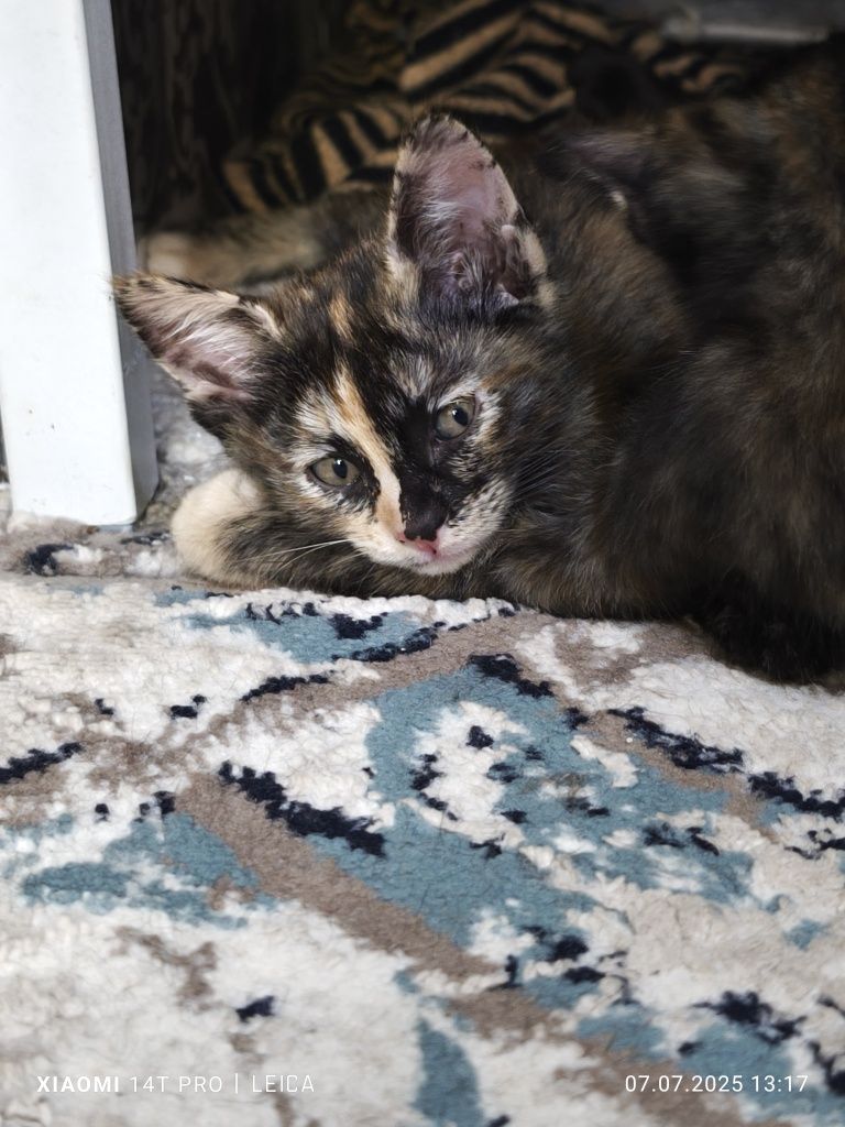 Продаем домашних котят