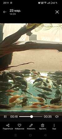 Продаются аквариумные рыбки анциструсы.Пылесос баликлар сотилади