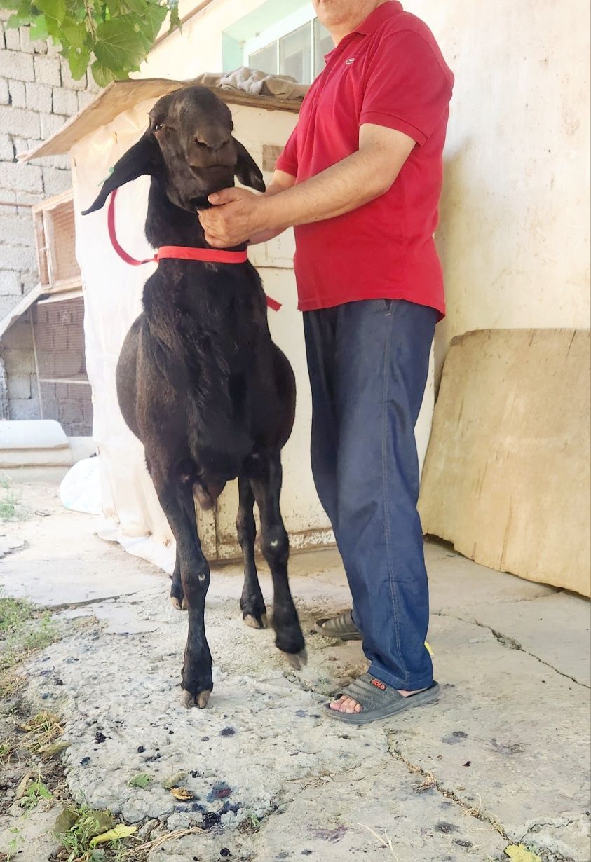 Qo'chqor sotiladi