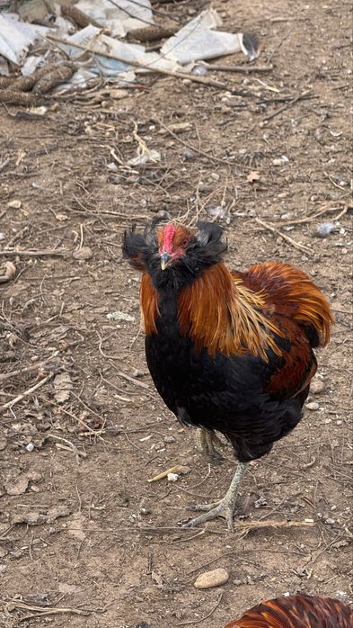 Cocos golden / gat auriu cu favoriti inelat 2025