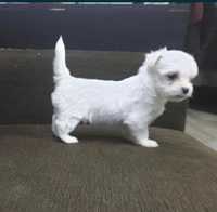 Bichon maltez alb