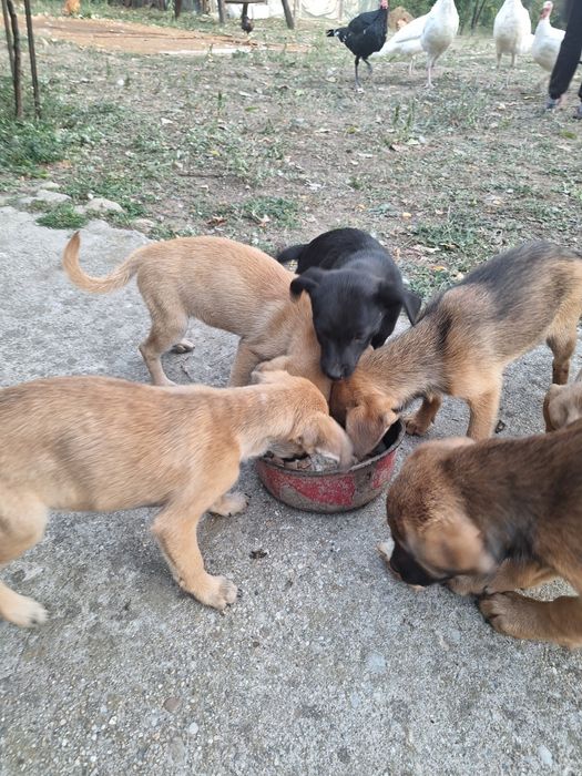 Donez căței de rasa talie mica