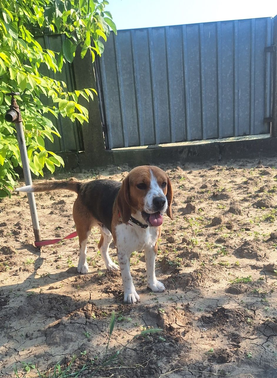 Oferta! Beagle, baietel, la un pret mic