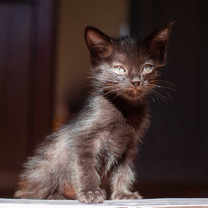 Котенок (мальчик) в хорошие руки