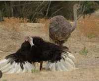 Продам Африканский страус