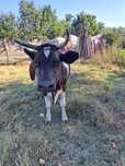 Vand vaca Holstein