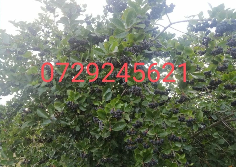 Aronia melanocarpa nero
