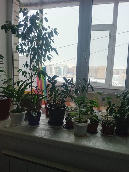 Продам цветы  комнатные