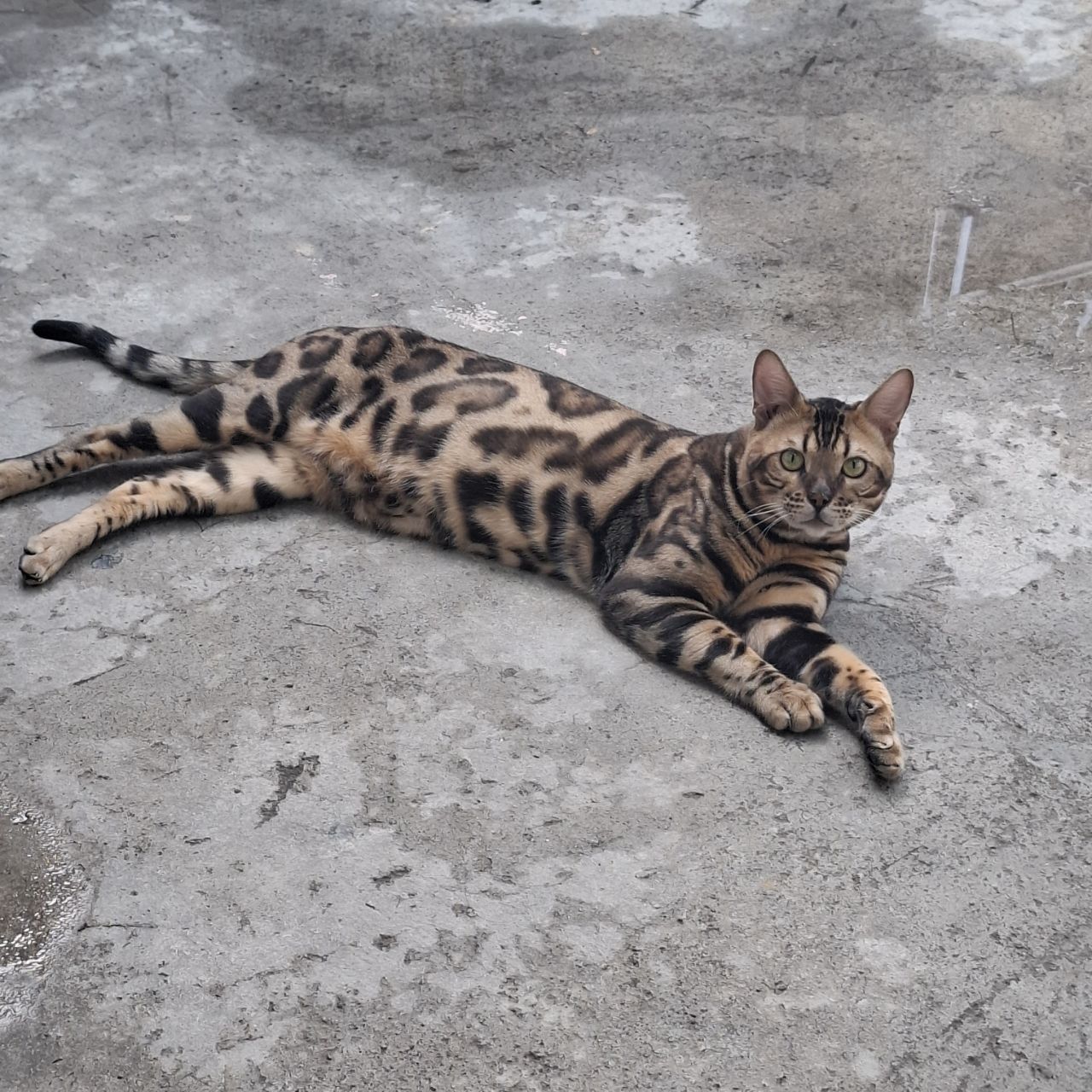 Бенгальский кот для вязки