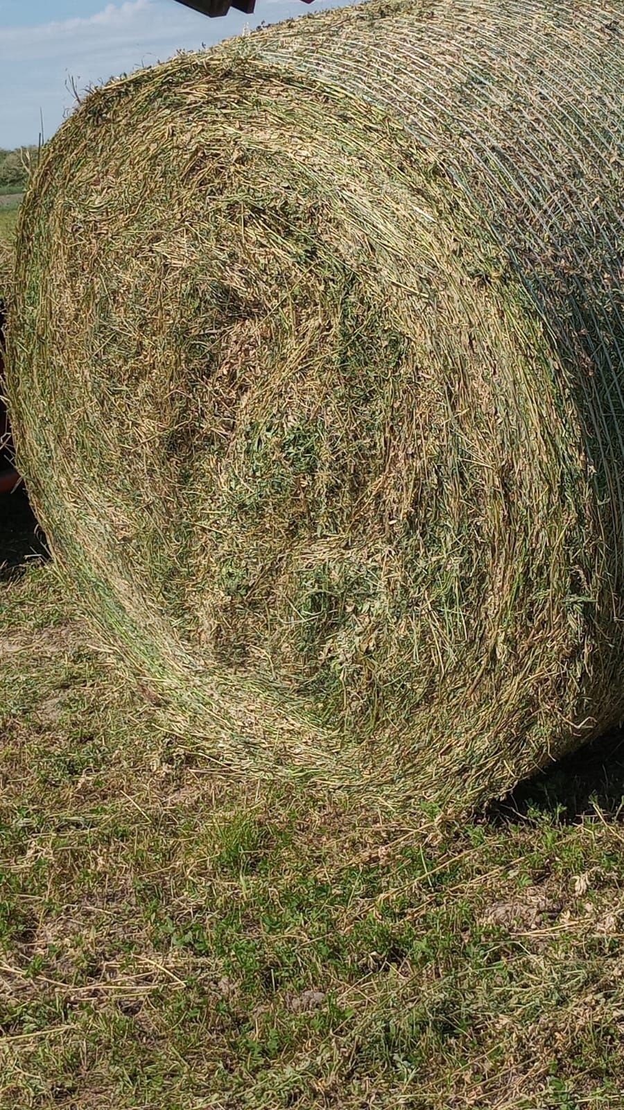 Balotez cu presa rotunda