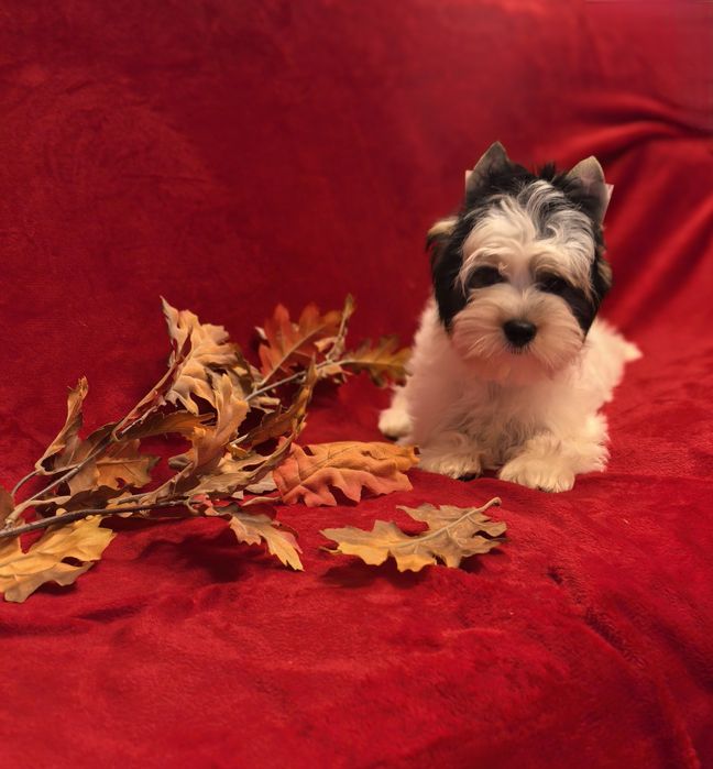 Йорки Бивер момиче