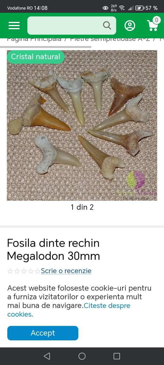 Fosile de Megalodon