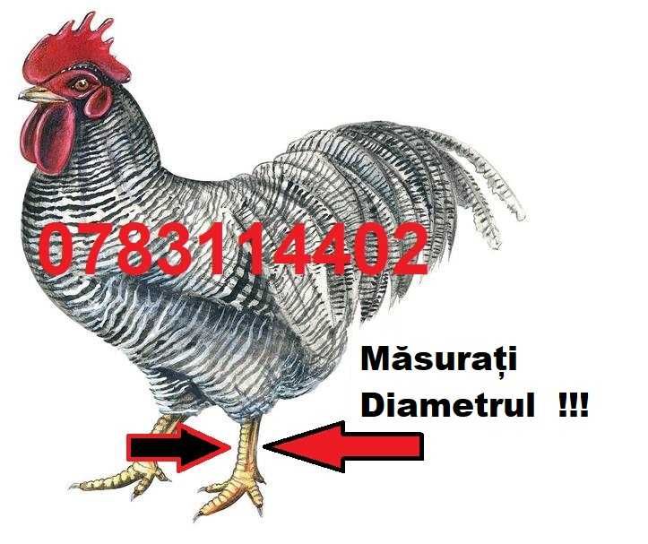 Inele de 4mm-Papagali Nimfe Perusi Cacadu Canar-Pasari Mici Exotice-P4
