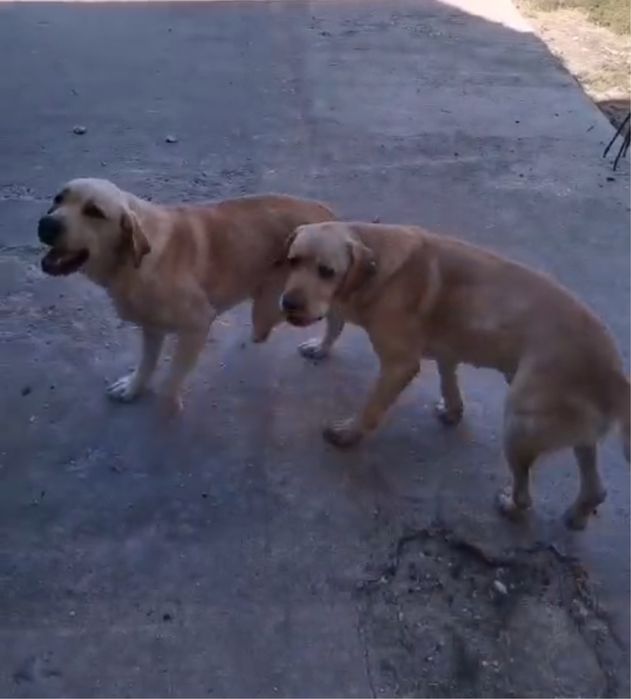 Donez 2 masculi Labrador