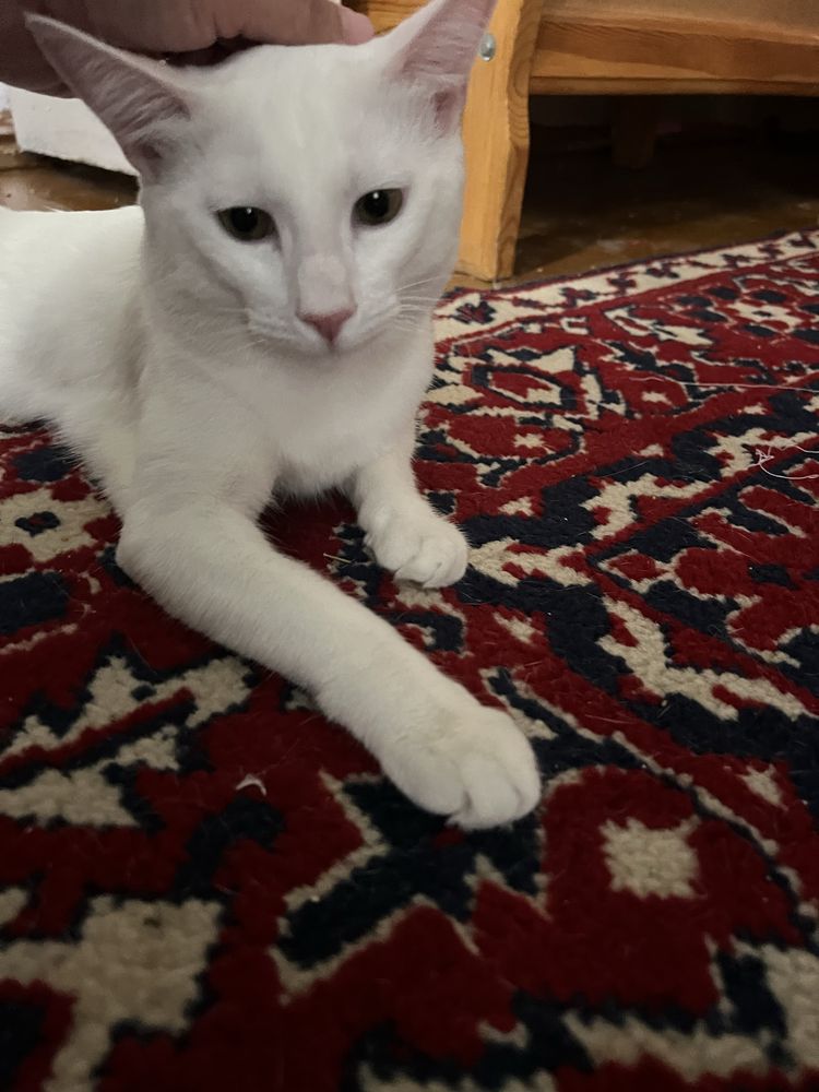 Mushuk 1 yosh ogil бола (кот 1 годик)