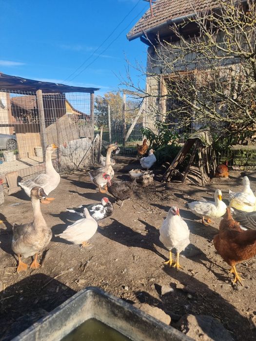 Vând gaste americane