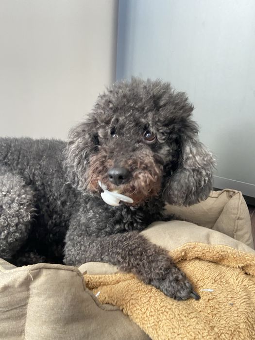 Подарявам мини пудел